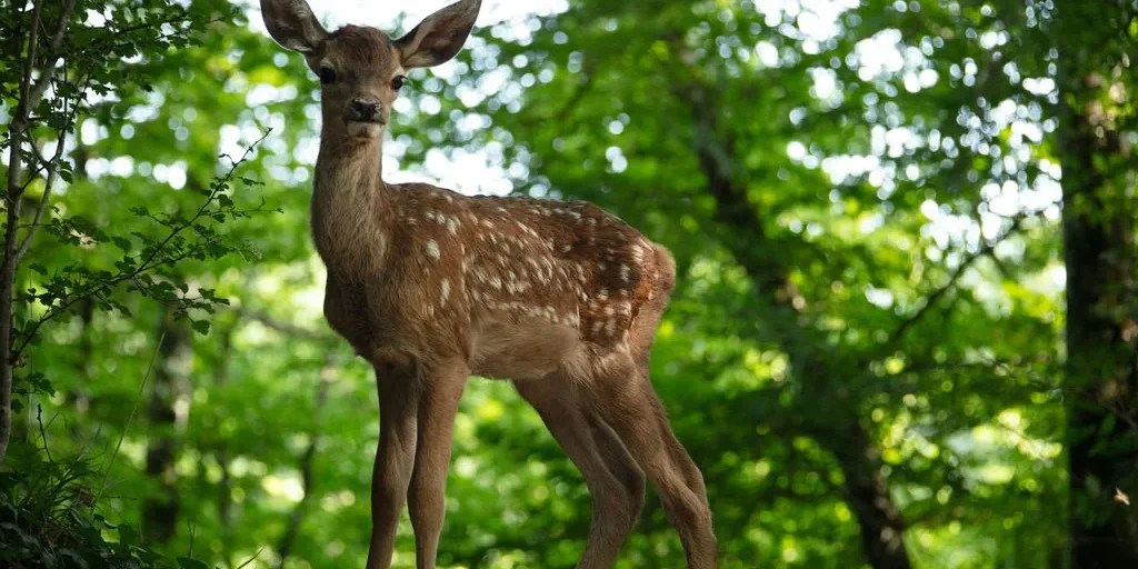 Bambi iz filma Bambi: življenjska pot v gozdu